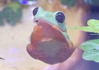 まんまるおめめでキョロキョロ。カエルの動きがかわいすぎると話題に「おめめが南天のど飴みたい」「こぼれ落ちそうなおめめ」