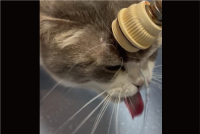 おでこに蛇口を当てて・・。水が飲みたいネコの行動が話題に「飲めてませんね」「なんて独特な！」