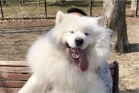 ちょっとだらしない？だっこしてもらうサモエドがかわいい「満足げな笑顔ですね」「でっかくてかわいいもふもふ〜」