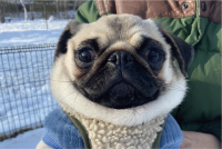 「かわいいマフラーつけてるね」と言われてしまったパグが話題に「え、首のタプタプ？かわいい～」「着脱不可なマフラー」