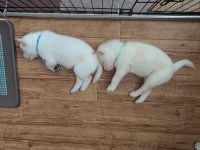 並んで寝ている子犬たちがかわいすぎると話題に「これがホントの連ケツ」「口角上がってるのがたまらんです」