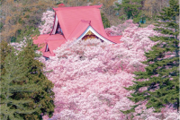 絶景！高遠城址公園の桜景色が美しすぎると話題「儚くも力強い、生命の輝きを感じます」「桜が溢れ出してる！」