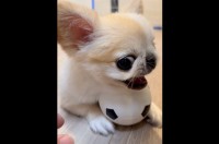 ボールは渡さない！チワワが強気なディフェンスでボールを死守！！【国内・動画】