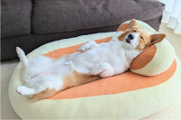 クッションの上でごろり。くつろぐコーギーに反響「良き夢を見てますね」「のんびりまったり」