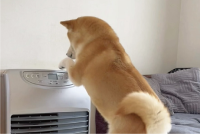 柴犬がヒーターをつけようとしている！？野生に戻れなそうな後ろ姿が話題に「もはや人間みたいです」