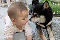 黒豆柴が赤ちゃんに伏せ方を教えてあげている！？微笑ましいツーショットに「眼差しが優しいね」「伏せって言われたらこうするワン」
