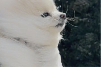 強風でポメラニアンが！？オールバック姿が話題に「架空の生き物になってる」「大変凛々しいお姿」