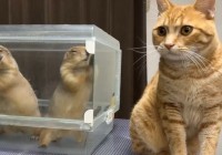 プレーリードッグがケージを激しくシャカシャカ。それを見たネコのリアクションは・・「何してんの？って感じの顔最高！」