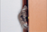 怖いけれど鏡が気になるネコ。何度もチラッと顔をのぞかせる姿に「まだこっちをのぞいている」「かわいすぎます！」