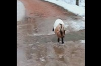 流れる水を飛び越えて避けようとしたヤギ。まさかのすってんころりんで気絶した！？【アメリカ・動画】