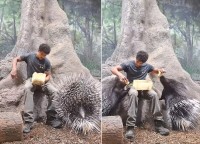 ごはんをもらうヤマアラシ達がかわいい！！よく見るとちゃんと針を畳んでるのがわかる！