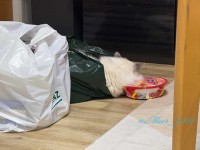 買い物袋に潜り込み、カップ麺を枕にして眠るネコに「フル活用して寛いでる」「高さが丁度良さそう」