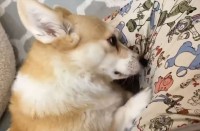 ナデナデして欲しいコーギー。ホリホリして猛アピールする姿に反響
