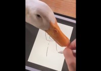 アヒルが絵を描くのを阻む？指を突く様子に「自分も絵を描きたいのかなぁ」「共同作業になってる」