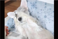 シュナマルの寝起き姿がかわいすぎる！？「世界一かわいい目覚め方である」