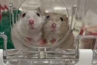 赤ちゃんハムスターたちのツーショットがかわいすぎる！「プリクラ撮ってるみたい」「うるうるおめめ」