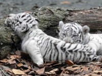 ホワイトタイガーの寝相が天才過ぎる！？「どんな体勢でも眠れる？」「タイガーも液体だったのですね」