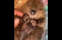 「これ、なぁに？？」初めて自分のあんよを発見したビーバーの赤ちゃん。そのリアクションがかわいすぎる！【アメリカ・動画】