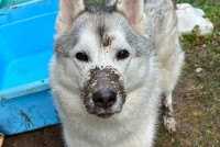「この後は風呂だよ」と伝えられたハスキー犬。その顔に反響「ですよね・・・って感じがたまりません」「えっ・・・みたいな顔がかわいい」