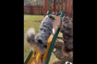 すべり台を駆け上がりたいけどツルッ！オーストラリアンシェパードは攻略できるかな？【アメリカ・動画】