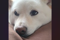 「さっきまで咥えていた靴下どこに置いた？」と愛犬に聞いたら・・。柴犬のリアクションが話題に「目をそらしていますね」