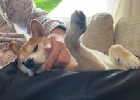 柴犬のアゴを撫でたらおててが上がる？！面白い「謎ギミック」に反響