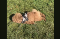 ぽてぽて・・ごろんっ。おさんぽ気分ではなかったイヌが取った行動に驚き！？【海外・動画】