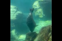 ぐるぐるぐるぐる！アザラシが岩の上でキレキレのスピンをしている！？【アメリカ・動画】