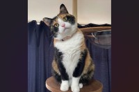 ネコにいつもと違うオモチャを出したら・・。そのリアクションが話題に「ネコの女の子って感じの仕草」「100点満点！」