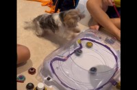 白熱のバトルに子犬は大興奮！激しくぶつかり合う盤上の勝負に熱狂！！【海外・動画】