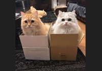 愛猫たちの避難先。掃除機かけたらダンボールにちょこんと収まっている姿が話題に「ここに入れば安全だ！と思ってるのかな」「避難先がかわいい」