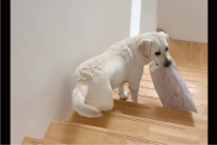 イタズラに気付いて欲しい？座布団をくわえて待機するラブラドールレトリバーに反響「構ってほしいのかな？」「イタズラしてるのね～︎」