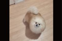 ポメラニアンは熱烈歓迎！飼い主さんが2階から降りてきた時のリアクションに反響「かわいい癒し！」