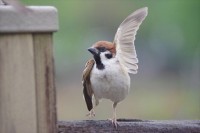 手を上げているみたいなスズメに反響「横断歩道は手を上げるんですよ〜のお手本のよう」「選手宣誓ちゅん！」