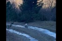 愛犬が湧き水を飲もうと小川に足を踏み入れたら・・。流された！？いや、滑りだした！？【海外・動画】