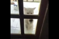 猛烈な「入れて」アピール！お家に入りたいネコは怒涛の勢いでドアを叩く！叩く！！【海外・ドア】