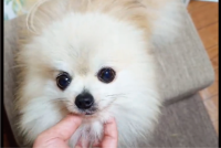 飼い主さんにナデナデしてもらおうと乱入してきたポメラニアンに「乱入が激しい！」「やりますねぇ」