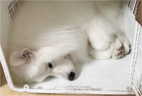 クレートの中でおててを折りたたんで丸まってるサモエドに反響「おててないないするスタイル」「あんよがかわいすぎる」