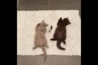 たくさん遊んでいっぱい寝て。はしゃぎ疲れた子猫たちがそっくりなポーズで仲良くお昼寝中！【海外・動画】