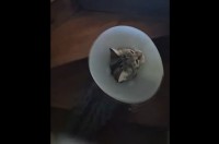 階段に四苦八苦！エリザベスカラーをつけたネコは階段をのぼりたい【海外・動画】