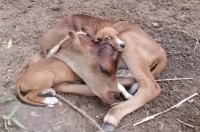 仔牛は保護された子犬が大好き！仲の良い子牛と子犬の映像が素敵【海外・動画】