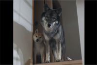 寝室に行こうとしたら、目の前に感あふれる愛犬たちが現れた！！「首の角度まで揃ってる」「2匹ともかわいいので圧勝」