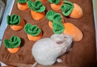 オモチャのニンジン畑で遊ぶデグー。せっかく収穫したニンジンを・・払いのけた！？「何回も見ちゃいますね」「我は穴が欲しいんじゃー！的な？」