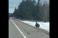 ハイウェイを走るのは車だけ・・ではない？軽快な足取りで駆けているのはエミューだ！！【アメリカ・動画】