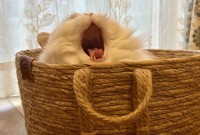 ネコが大きなあくび！その瞬間をとらえた写真が話題に「めちゃくちゃかわいい」