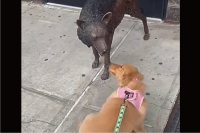 「一緒に遊ぼうよ！」子犬が遊んでアピールしているけれど・・そのオオカミは動かないよ！！【アメリカ・動画】