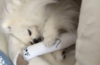 オコジョのぬいぐるみと一緒に寝ているポメラニアンがかわいすぎる「すごくいい角度のかわいらしい一枚」