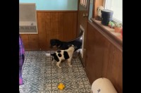 ペットドアをくぐれない子犬。先住犬がお手本を見せてくれても・・困惑している？【アメリカ・動画】