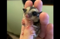 親指サイズの小さなこの子は・・。フクロモモンガの赤ちゃんがかわいすぎる！！【海外・動画】