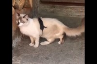 そこはママの背中じゃないよ！オポッサムの赤ちゃんがしがみつくのはネコの背中！？【海外・動画】